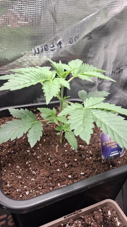 Eternity Grow Cup 26'. Week 4