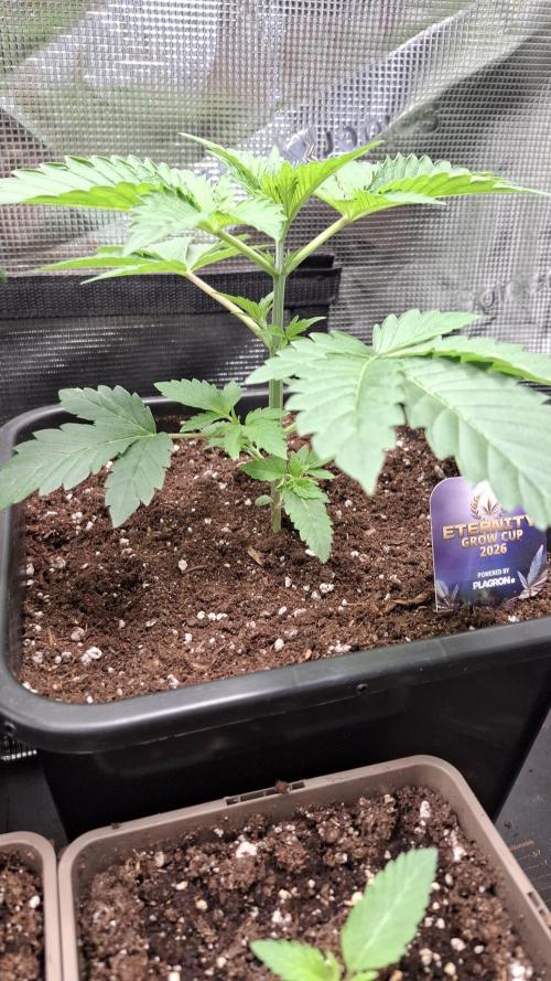 Eternity Grow Cup 26'. Week 4