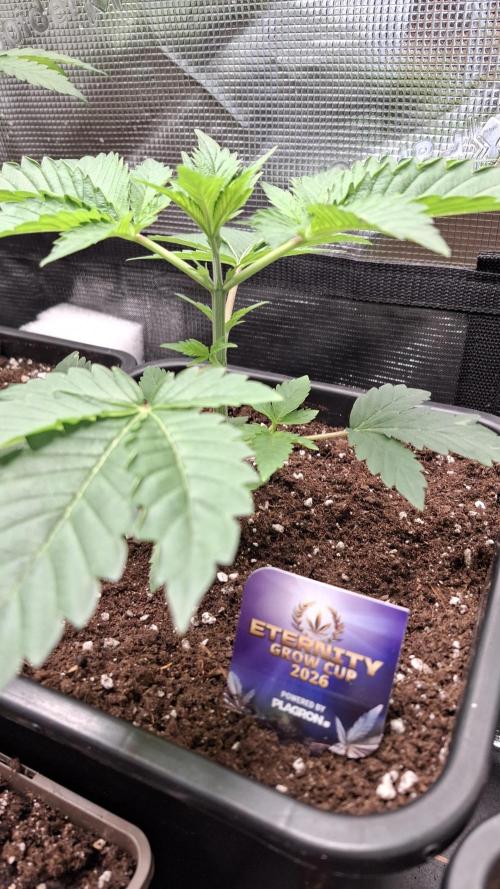 Eternity Grow Cup 26'. Week 4