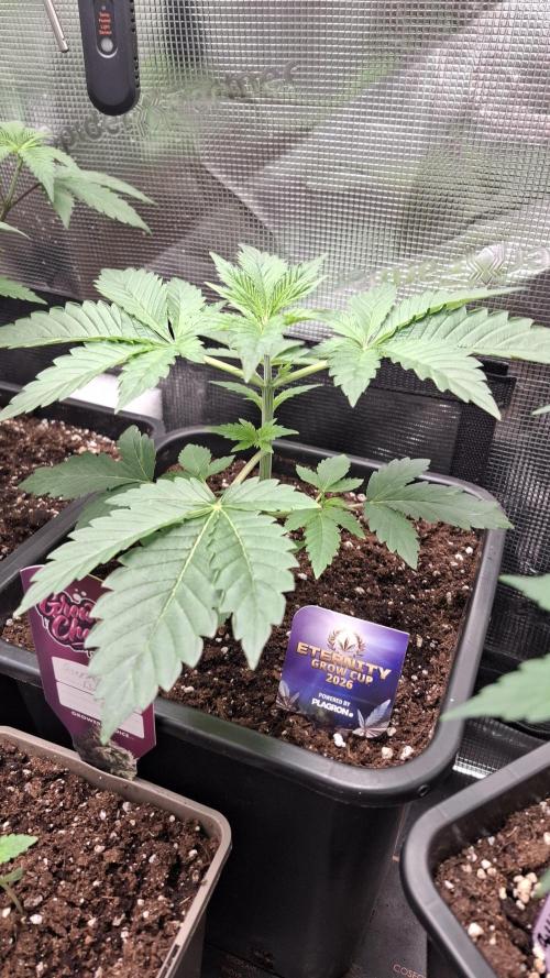 Eternity Grow Cup 26'. Week 4