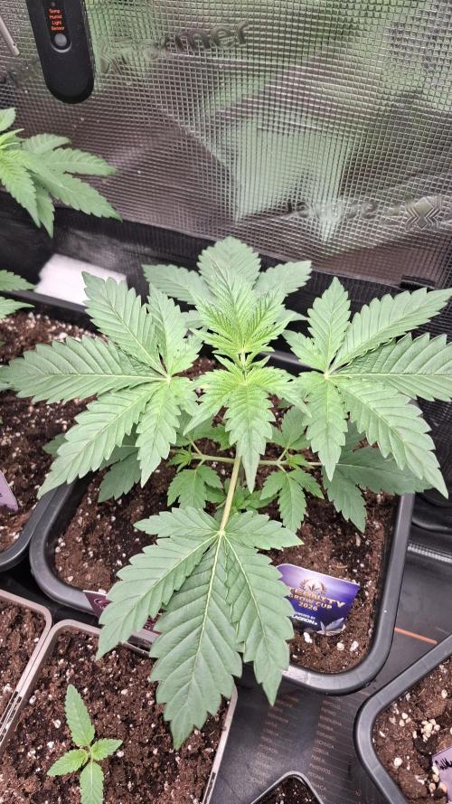 Eternity Grow Cup 26'. Week 4