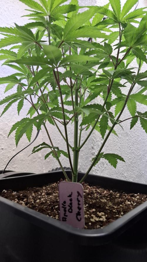 Apollo Black Cherry. Week 6