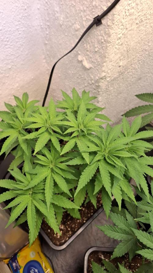 Apollo Black Cherry. Week 6