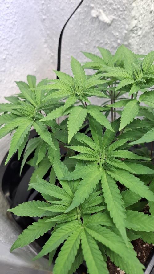 Apollo Black Cherry. Week 6