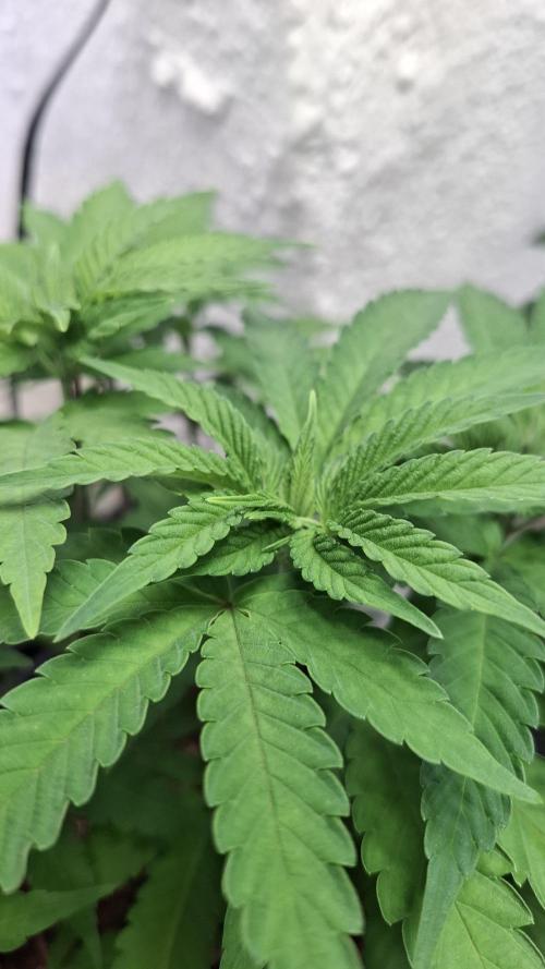 Apollo Black Cherry. Week 6