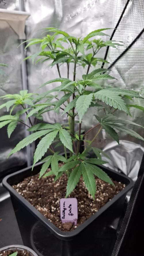 Bubblegum Gelato. Week 6