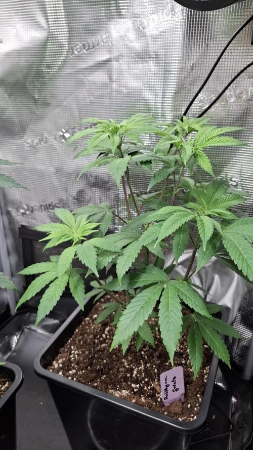 Bubblegum Gelato. Week 6