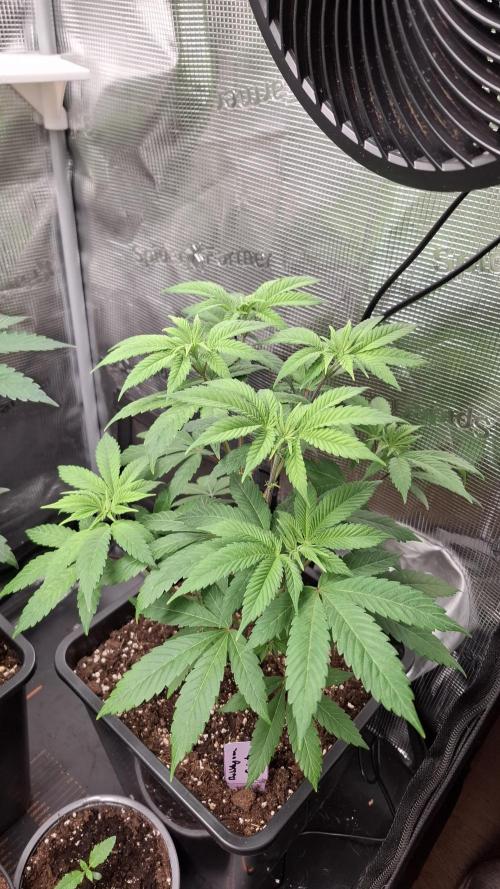 Bubblegum Gelato. Week 6