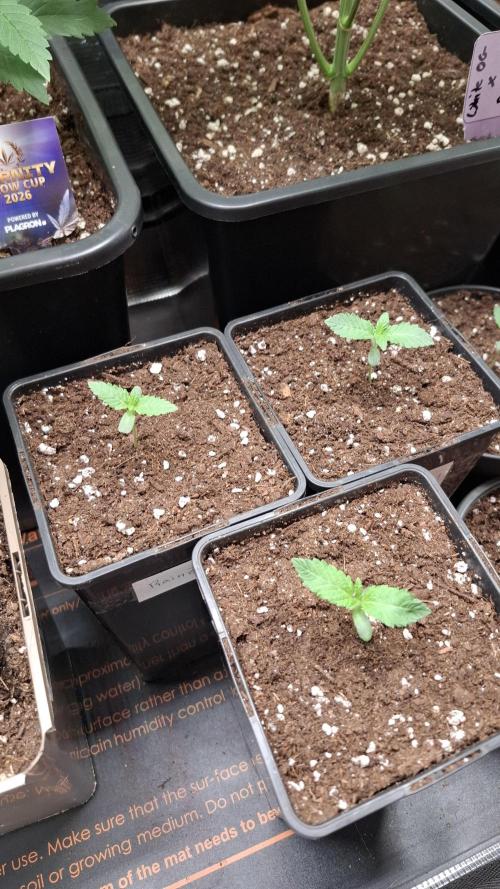 RainZ (RS11 x Gelato #41 x ZiZi) Reg.. Week 2