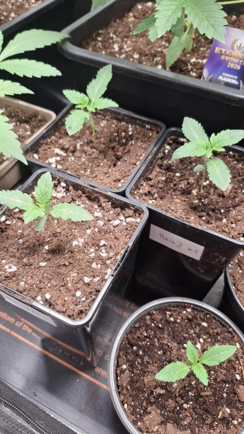 RainZ (RS11 x Gelato #41 x ZiZi) Reg.. Week 2