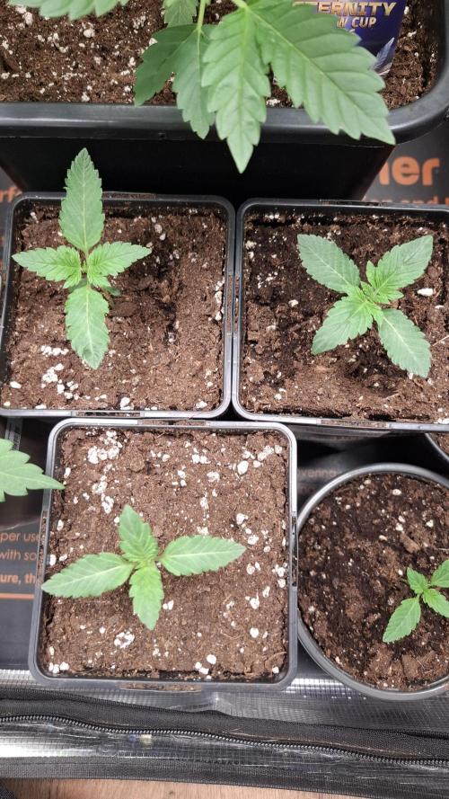 RainZ (RS11 x Gelato #41 x ZiZi) Reg.. Week 2