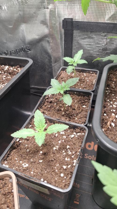 RainZ (RS11 x Gelato #41 x ZiZi) Reg.. Week 2