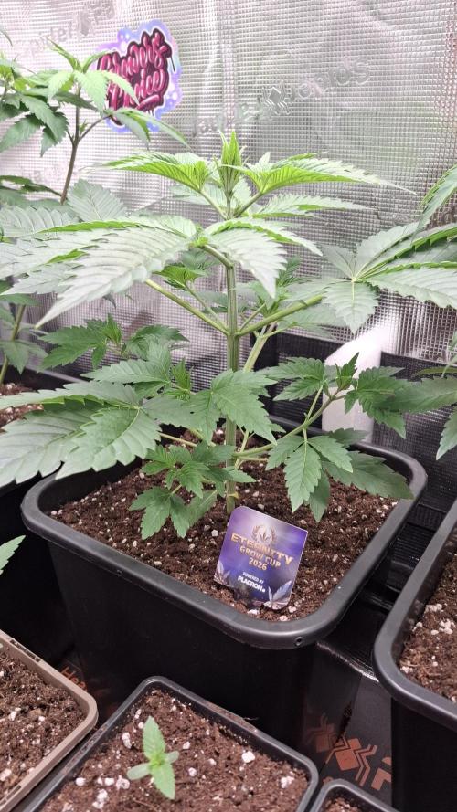 Eternity Grow Cup 26'. Week 5