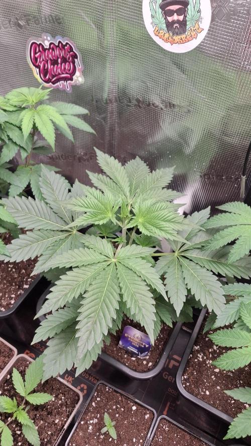 Eternity Grow Cup 26'. Week 5