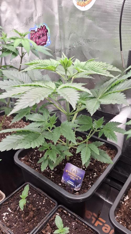 Eternity Grow Cup 26'. Week 5