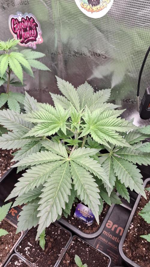 Eternity Grow Cup 26'. Week 5