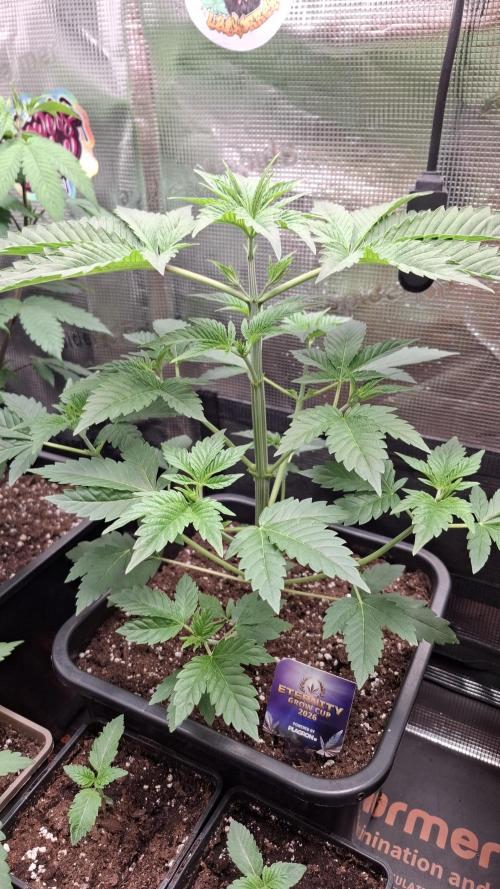 Eternity Grow Cup 26'. Week 5