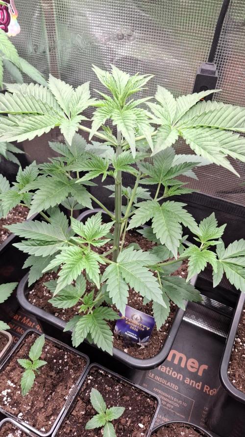 Eternity Grow Cup 26'. Week 5