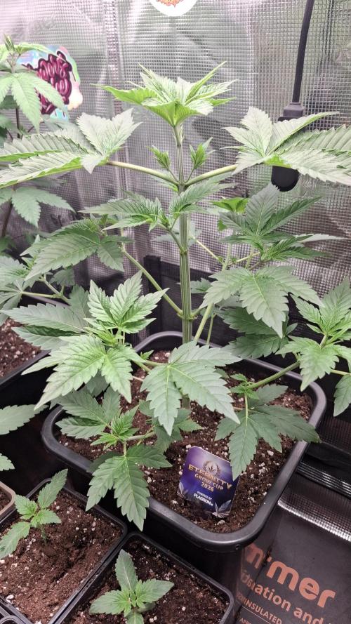 Eternity Grow Cup 26'. Week 5