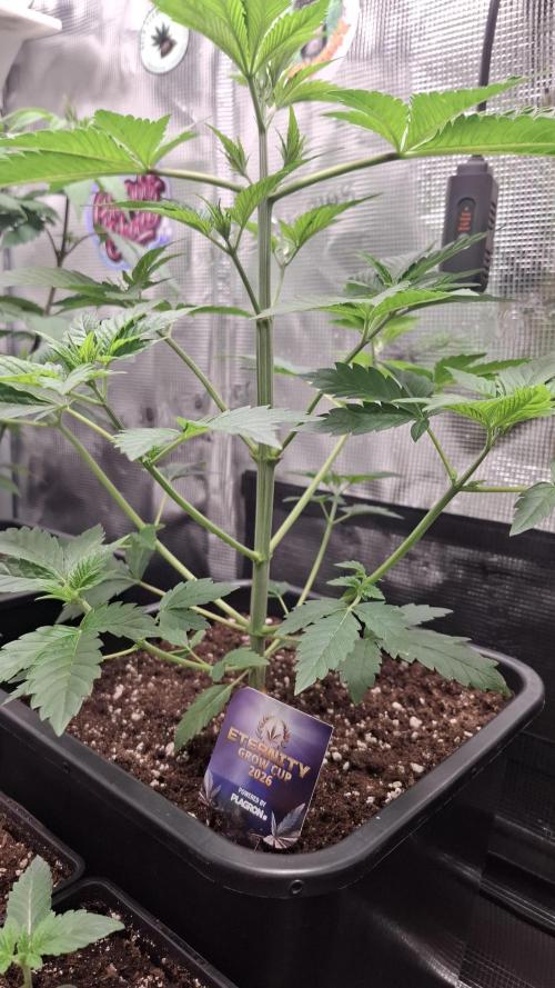 Eternity Grow Cup 26'. Week 5