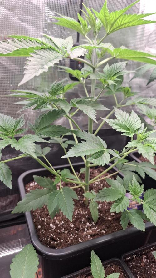 Eternity Grow Cup 26'. Week 5