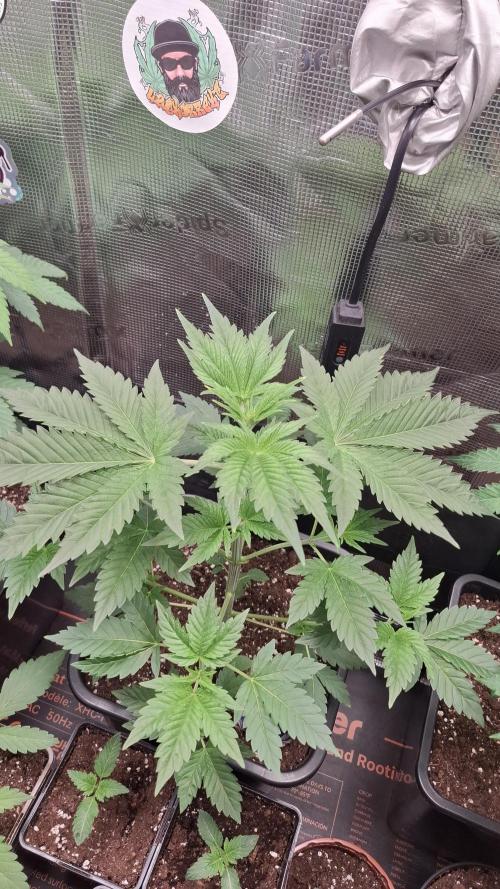 Eternity Grow Cup 26'. Week 5