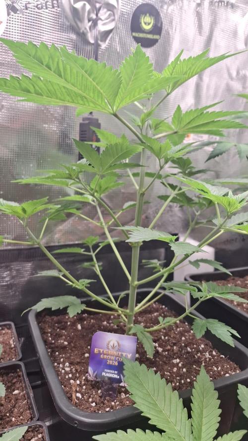 Eternity Grow Cup 26'. Week 5