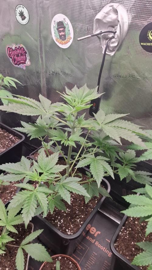 Eternity Grow Cup 26'. Week 5