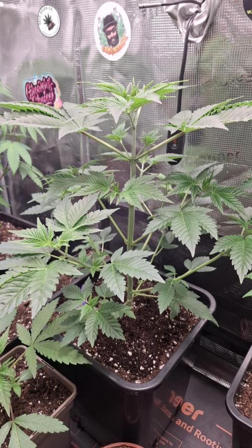 Eternity Grow Cup 26'. Week 5