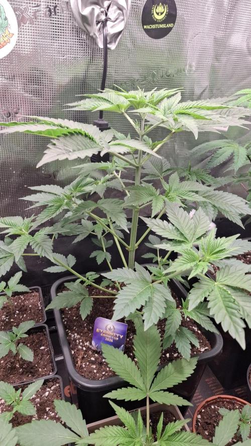 Eternity Grow Cup 26'. Week 5
