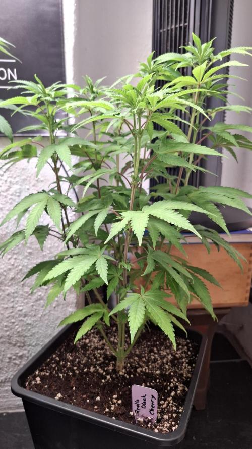 Apollo Black Cherry. Week 7