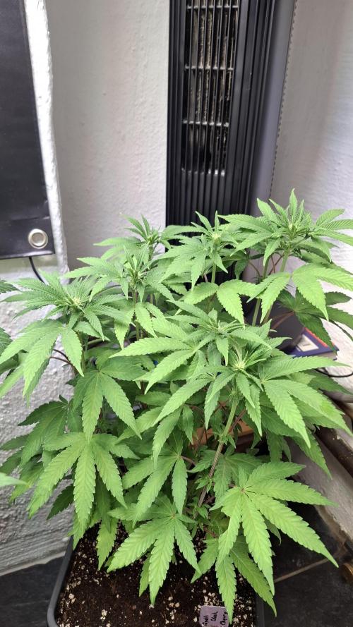 Apollo Black Cherry. Week 7