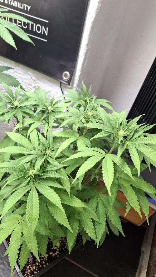 Apollo Black Cherry. Week 7