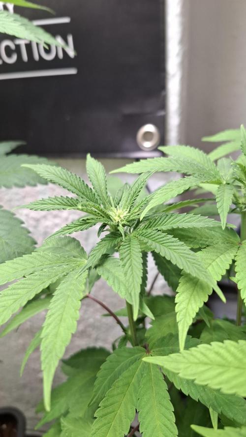 Apollo Black Cherry. Week 7