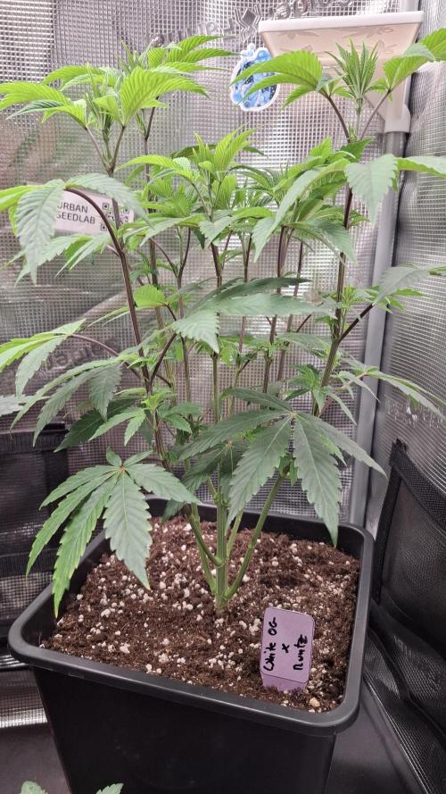 White OG x Runtz. Week 8