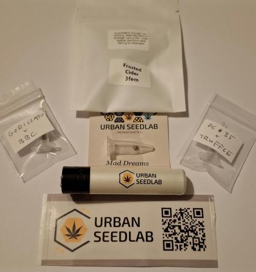 Frosted Cider Fem.. Week 0