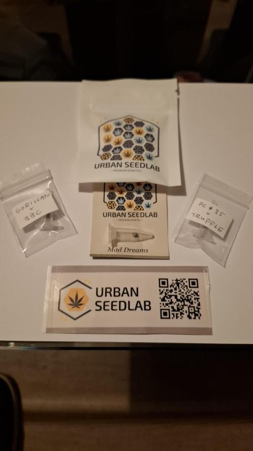 Frosted Cider Fem.. Week 0