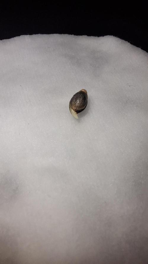 Blackberry Gum. Week 1