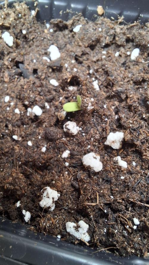 Blackberry Gum. Week 1