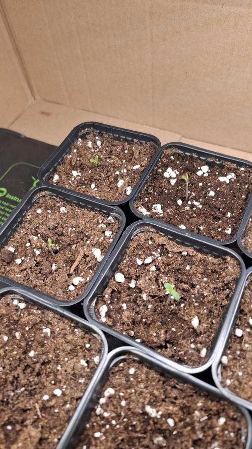 Blackberry Gum. Week 1