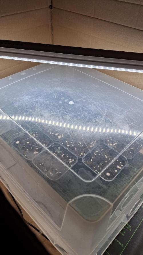 Blackberry Gum. Week 1