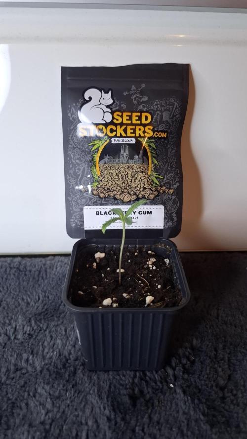 Blackberry Gum. Week 1