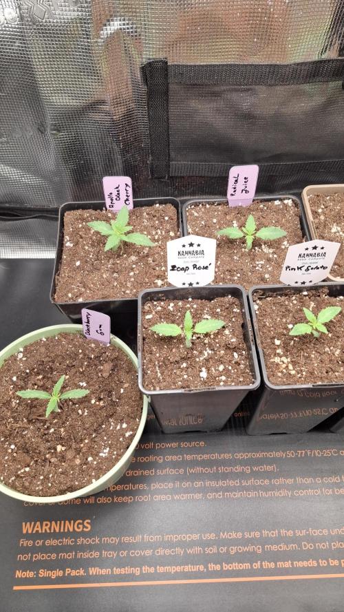 Blackberry Gum. Week 1