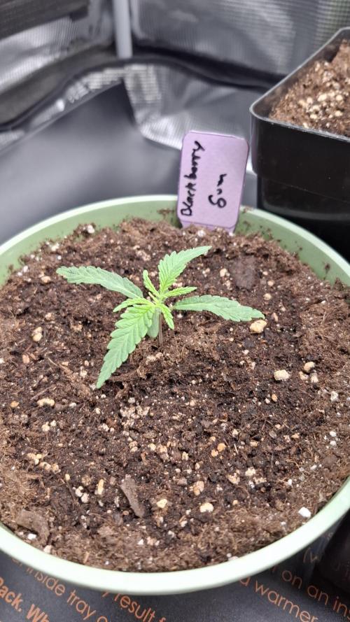 Blackberry Gum. Week 1