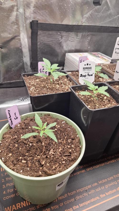 Blackberry Gum. Week 1