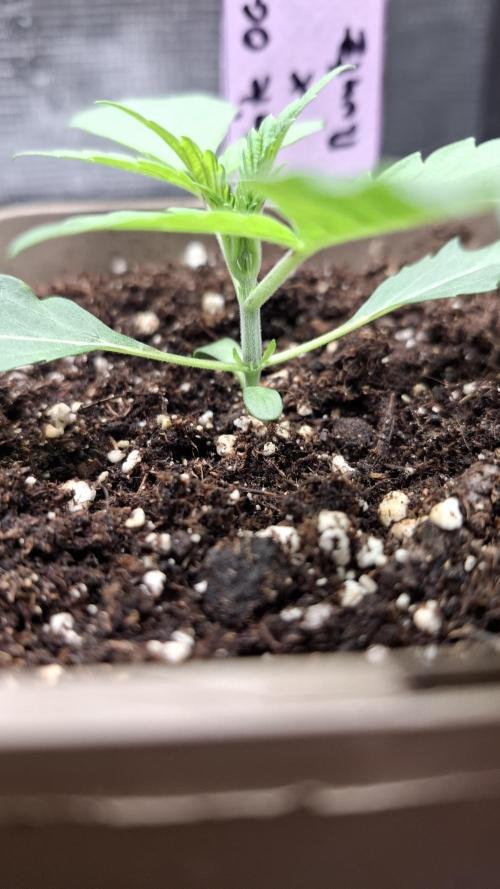 Blackberry Gum. Week 1