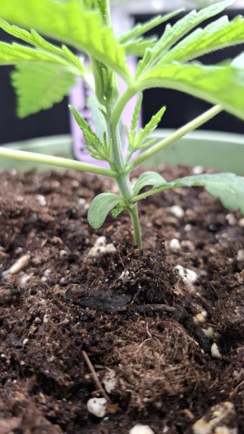 Blackberry Gum. Week 1