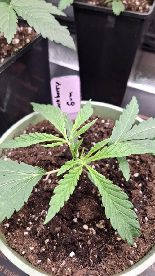 Blackberry Gum. Week 1