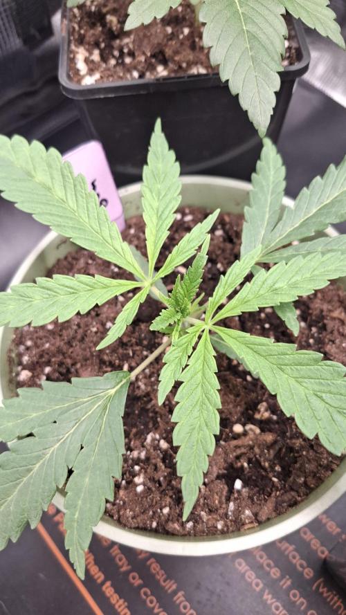 Blackberry Gum. Week 1