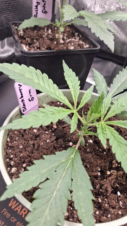 Blackberry Gum. Week 1